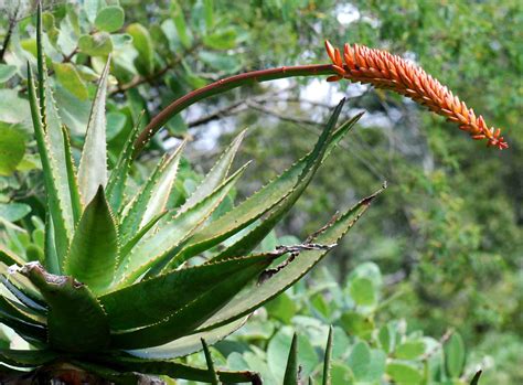 Flora Of Mozambique Species Information Individual Images Aloe Mawii