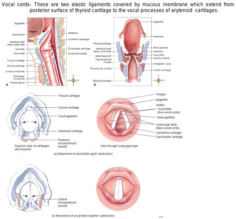 Are Vocal Cords Present Above The Thryroud Cartilage Or Back Of Thtroid Catilage