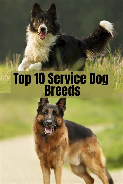 Top 10 Service Dog Breeds Working Dogs Breeds Service Dogs Breeds