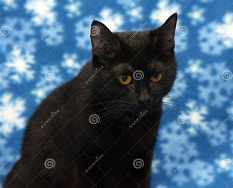 Beautiful Black Cat With Amber Eyes Stock Photo Image Of Fabric Idle