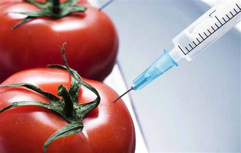 The Controversy Surrounding Genetically Modified Organisms By