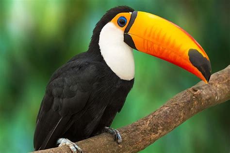 Toucan Animal Facts For Kids Characteristics And Pictures
