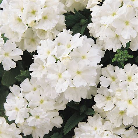 Verbena Samira White Van Meuwen