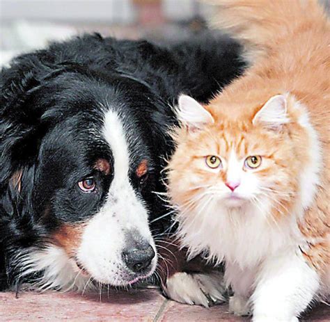 Tierpsychologie Auch Haustiere Kennen Die Eifersucht Welt