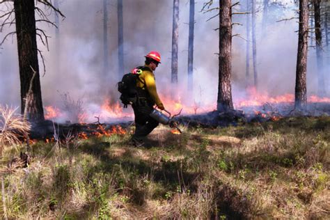 Managing Forests To Reduce Wildfire Risks Public Policy Institute Of