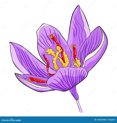 The Is Spring Saffron Flower Vector Illustration Stock Vector Illustration Of Pink Herb
