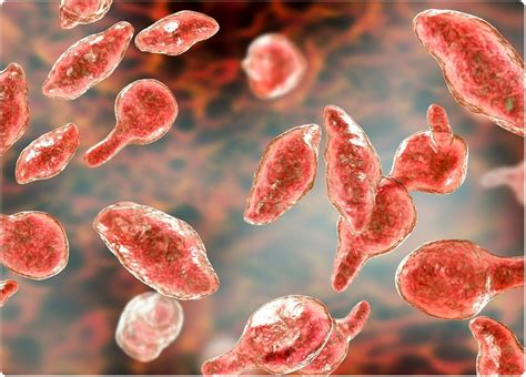 Mycoplasma In Cell Culture Fighting Back With Rapid Detection Kits