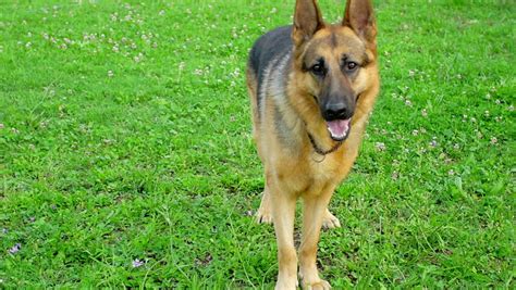 German Shepherd Dog Barking In Slow Motion Stock Footage