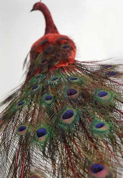 Theres A Peacock On The Tree Love It Peacock Bird Red Peacock Bird