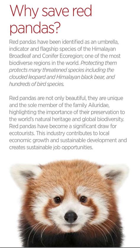 Why Are Red Pandas Endangered Brockmcybaker