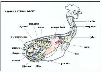 Memoire Online Appareil digestif de la poule particularitès anatomo