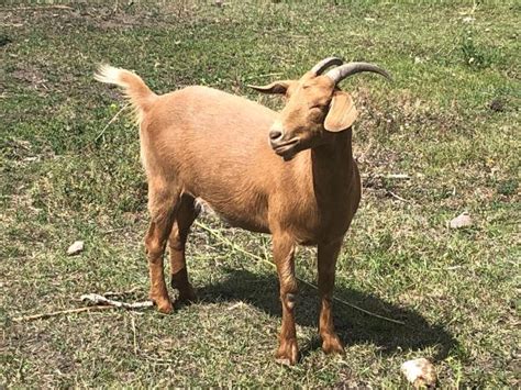 3 Fat Goats In Tonasket Okanogan County Washington Hunterdon County