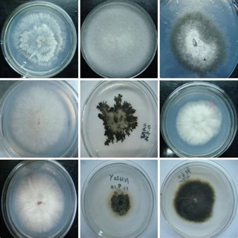 Morphological Characteristics Of Fungal Endophytes In T Media