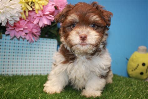 Havanese Puppies For Sale - Long Island Puppies
