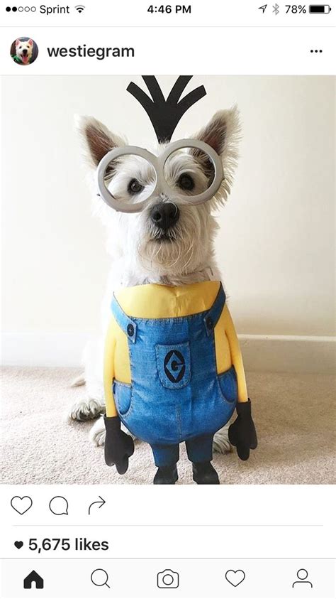 The 25 Best Dog Costumes Ideas On Pinterest Dog
