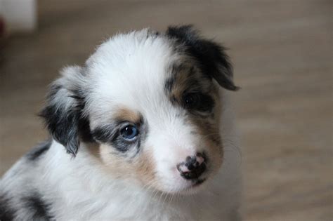 Wizard Tri Blue Merle Border Collie 4 Weeks And 6 Days Old Fluffy
