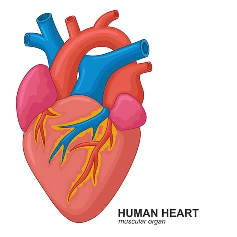Heart Vector Clip Art Cuerpo Humano Dibujo Dibujo De Corazon Humano My Xxx Hot Girl