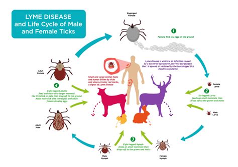 Lyme Disease Lifecycle Rockhall Vets