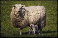 Spring Lamb & Proud Mum | Sheep (Ovis aries) are quadrupedal… | Flickr
