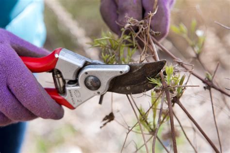 How To Winter Prune Clematis Bbc Gardeners World Magazine