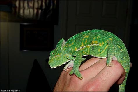 Blue Form Veiled Chameleons Breeding