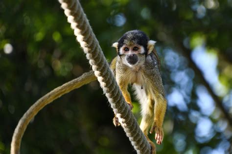 Monkey Saimiri In Peru Zoo Free Photo On Pixabay Pixabay