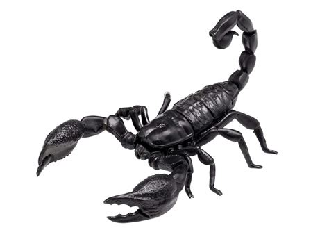 They have eight legs, and are easily recognized by a pair of grasping pincers and a narrow, segmented tail. 3D puzzle emperor scorpion | Eden Project Shop