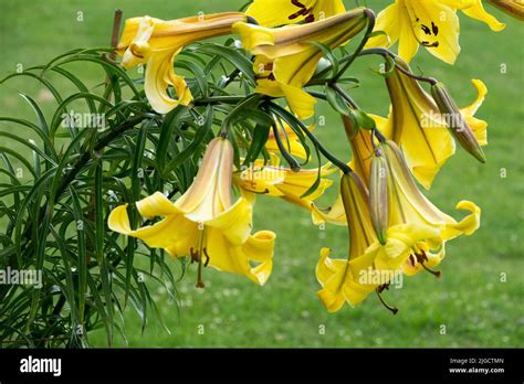 Beautiful Lilium Tubular Flowers Lilium Golden Splendour Trumpet