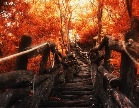 Wallpaper Sunlight Trees Landscape Forest Fall Nature Red Path
