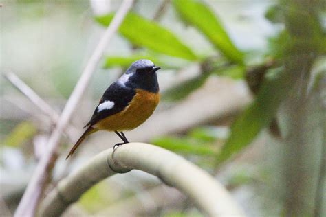 As The Crow Flies A Hong Kong Birding Blog Forest Birds Research