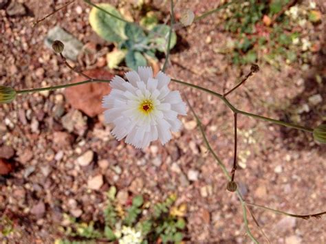 Death valley and the super bloom 2016. Wildflowers bloom in Death Valley National Park