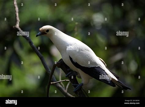 White Bird With Black Wing Tips Stock Photo Alamy