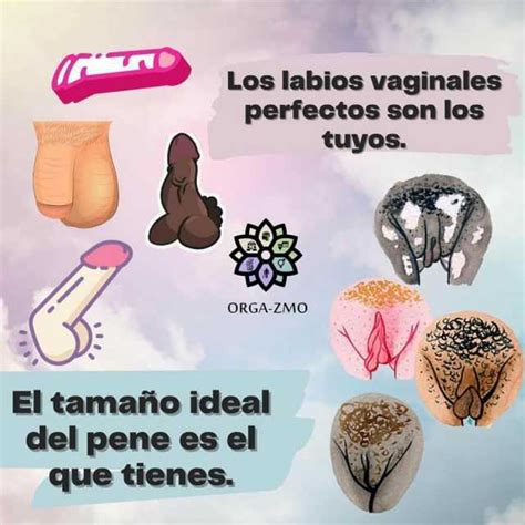 Los Labios Vaginales Perfectos Son Los Tuyos Orga Zmo El Tama O Ideal