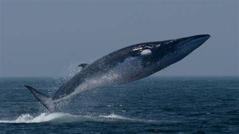 Ready For Some Good News Fin Whales Are Coming Back