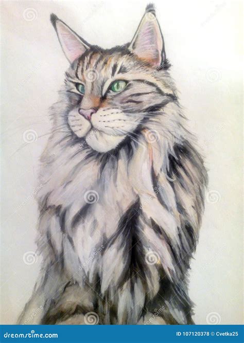 Two Furry Maine Coon Kittens Watercolor Drawing Stock Photo