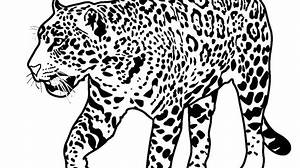 Jaguar Ausmalbilder & Malvorlagen 100 KOSTENLOS