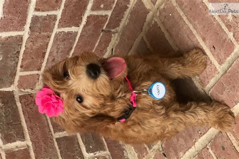 Goldendoodle puppies for sale in venus, texas united states. Goldendoodle puppy for sale near Dallas / Fort Worth ...