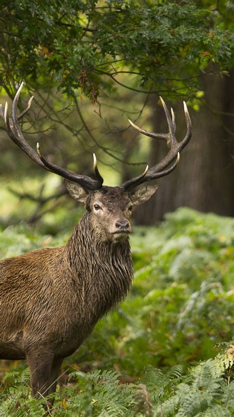 Free Download Forest Wild Animal Stag Hd Wallpapers 4k