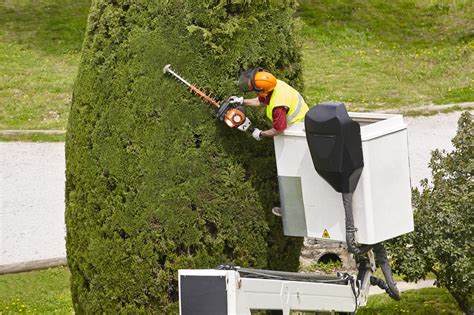 The Best Time Of Year For Tree Trimming Allan Tree Service Inc