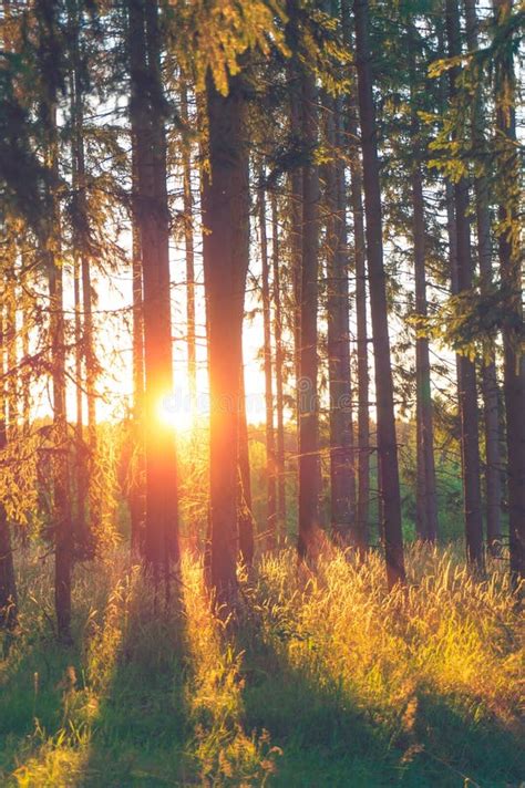 Forest With Sun Rays Stock Photo Image Of Peaceful 101717576