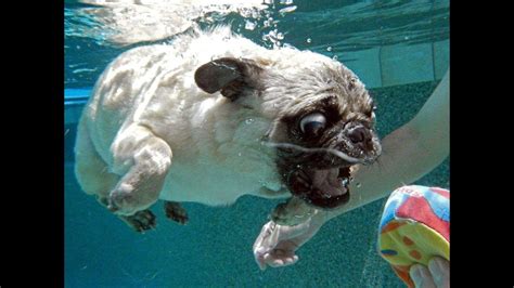 Funny Pug Swimming In The Pool Мопс купается в бассейне Youtube