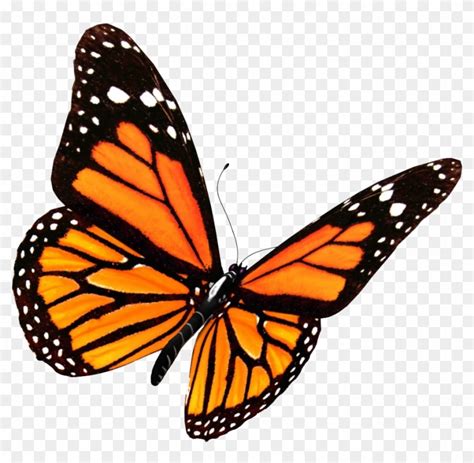 Butterfly Transparent Monarch Butterfly Clipart Transparent Background