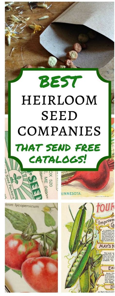 Where should i buy garden seeds, you ask? BEST PLACES TO ORDER HEIRLOOM SEEDS | Natural garden ...