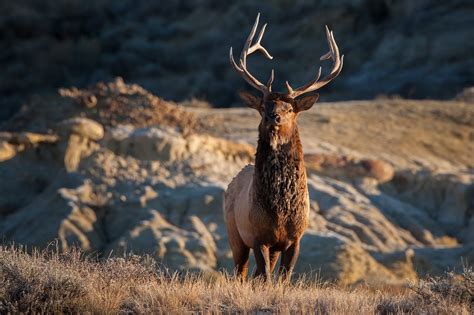 The Wildlife Of Banff National Park