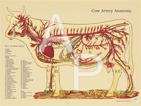 Cow Anatomy Circulatory System All About Cow Photos