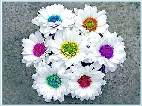 Bright Colors Wallpaper Dizzy Daisies Flowers Daisy Sunflowers And