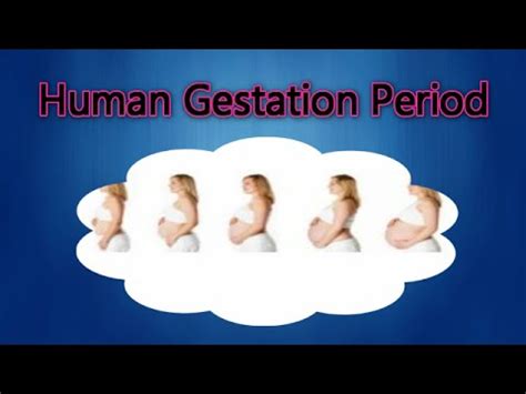 What to know about dental insurance. Human Gestation Period - YouTube