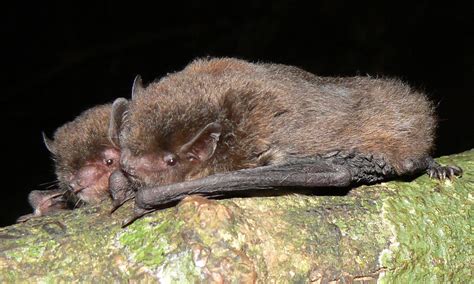 Eastern Forest Bat All About Bats