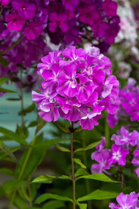 Rivers that have a constant. Garden phlox low-maintenance perennials - Natalie Linda