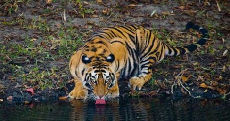 12 Incredible Facts About Tigers